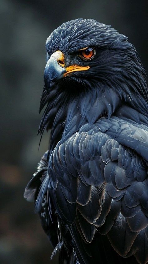 Black Hawk Eagle, Home Screen Wallpaper Hd, Eagle Artwork, Birds Photography Nature, Hawk Bird, Regnul Animal, Wild Animal Wallpaper, Eagle Images, Lion Photography