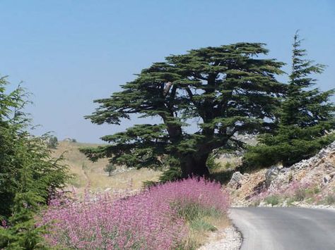 The Cedar of Lebanon, Cedrus Libani, was first found in Lebanon, on the Mount Lebanon range at Sannine, Barouk. For many hundreds of years this cedar has been the national emblem of Lebanon. Lebanon Architecture, Interesting Trees, Cedrus Libani, Cedars Of Lebanon, Lebanon Cedar, Cedar Of Lebanon, Mount Lebanon, Cedar Trees, Beirut Lebanon