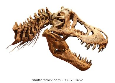 Skeleton of Tyrannosaurus rex ( T-rex ) on isolated background . ( Skull and Neck ) . T Rex Skull, Dinosaur Tattoos, Skeleton Drawings, Jurrasic Park, Dinosaur Skeleton, Prehistoric Art, Paleo Art, Dinosaur Fossils, Dinosaur Art