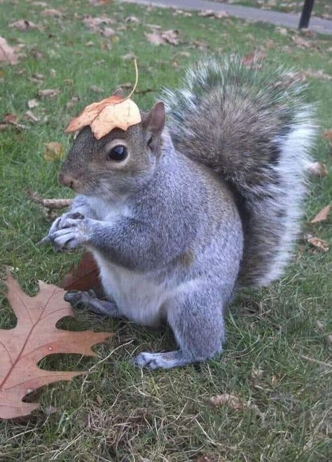 Squirrel Reference, Squirrel Pics, Lil Wayne Albums, Fb Picture, Squirrel Memes, Funny Squirrel Pictures, Fat Squirrel, Squirrel Appreciation Day, Squirrel Pictures