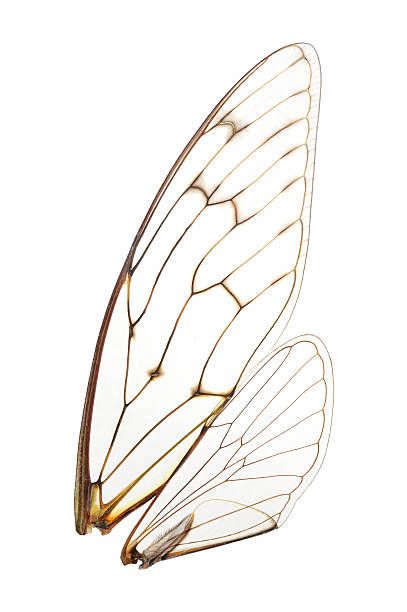 Fairy Wings Drawing, Cicada Wings, Dragonfly Illustration, Wings Png, Bee Wings, Insect Wings, Wings Drawing, Dragonfly Wings, Wings Tattoo