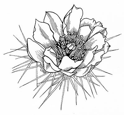 Series of cactus plants and cactus flowers by Miyuki Sena Saguaro Cactus Flower Drawing, Cactus Flowers Drawing, Desert Flower Illustration, Cholla Cactus Tattoo, Cactus Flowers Tattoo, Cactus Bloom Tattoo, Saguaro Flower Tattoo, Saguaro Cactus Flower Tattoo, Blooming Cactus Tattoo