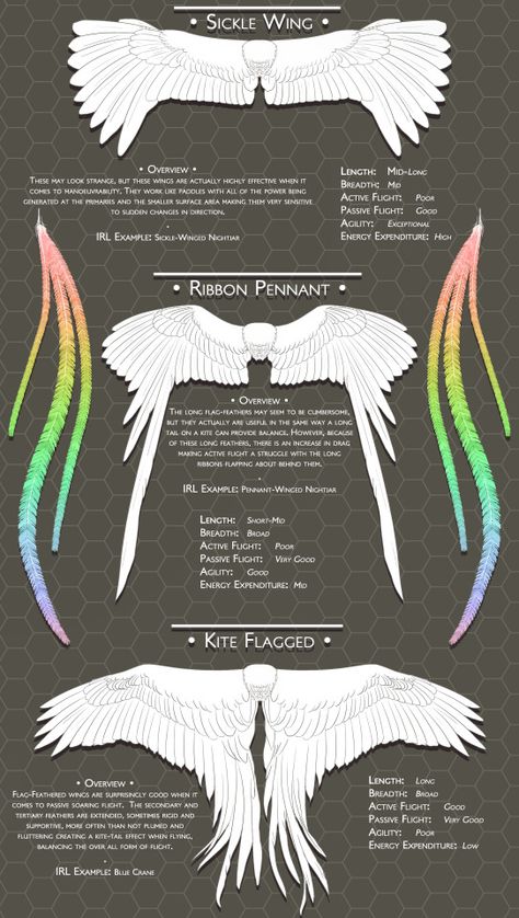 scribbly-blue-hearts:   Blue’s Feathers and Wings... -                                         How to Art Human Avian, Winged Characters, Monster Anatomy, Vtuber Inspiration, Wing Anatomy, Wing Shapes, Types Of Wings, Creature Creation, Angelcore Aesthetic