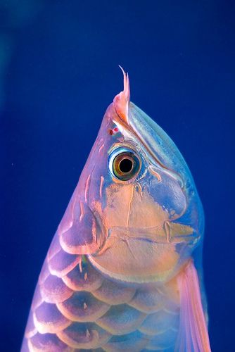 beautiful arowana | Flickr - Photo Sharing! Close Up, Fish, Water, Blue