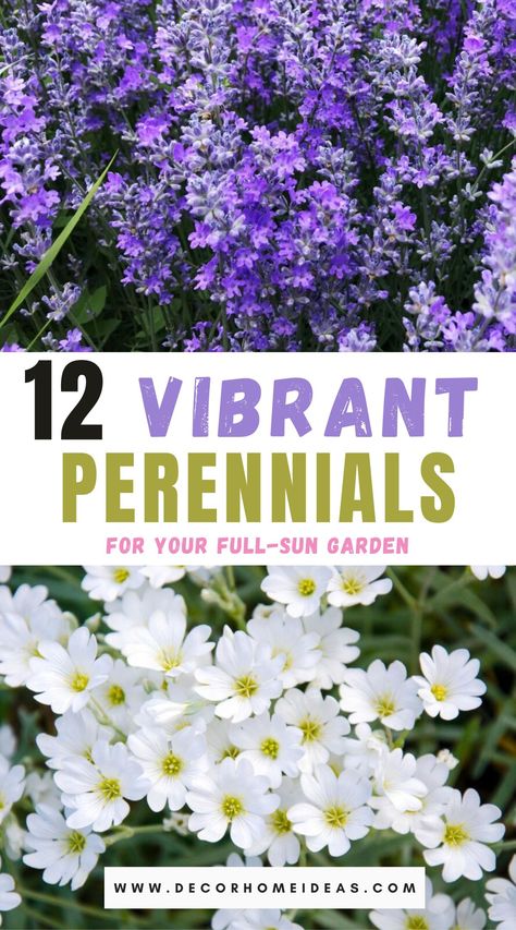 best sun loving perennials for your garden Sun Loving Perennials, Partial Sun Perennials, Full Sun Garden, Full Sun Flowers, Perennial Garden Plans, Garden Flowers Perennials, Homestead Ideas, Flower Bed Designs, Full Sun Perennials