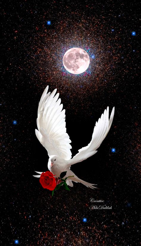 Beautiful Dove Images, Holy Spirit Art, Night Sky Artwork, Stars And The Moon, Dove Images, Perfect Photography, Alphabet Tattoo Designs, Dove Pictures, Beautiful Night Images