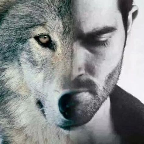 Alpha Werewolf, Teen Wolf Quotes, Wolf Images, Wolf Artwork, Alpha Wolf, Cowboy Horse, Wolf Love, Wolf Pictures, Wolf Spirit