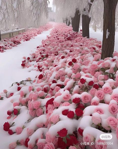 Diffrent Aesthics, Frozen Roses, Snow Rose, Pretty Flowers Pictures, Frozen Rose, Calming Pictures, Luxury Flower Bouquets, Pink Wallpaper Girly, Winter Rose