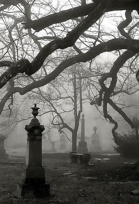 Cincinnati - Spring Grove Cemetery & Arboretum "Foggy Morning At Old Oak Tree" Beautiful Cemeteries, Boho Master, Père Lachaise Cemetery, Darkest Academia, Old Cemetery, Food Vibes, Cemeteries Photography, Addie Larue, Spiritual Guide