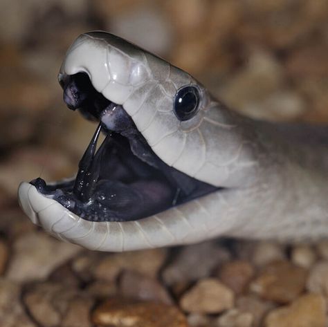 Get to know the black mamba – one of the word's deadliest snakes  — BBC Wildlife Magazine Black Mamba Aesthetic, Snake Reference, Black Mamba Snake, Wildlife Magazine, The Black Mamba, Dragon Anatomy, Snake Photos, Snake Art, Aw Yeah