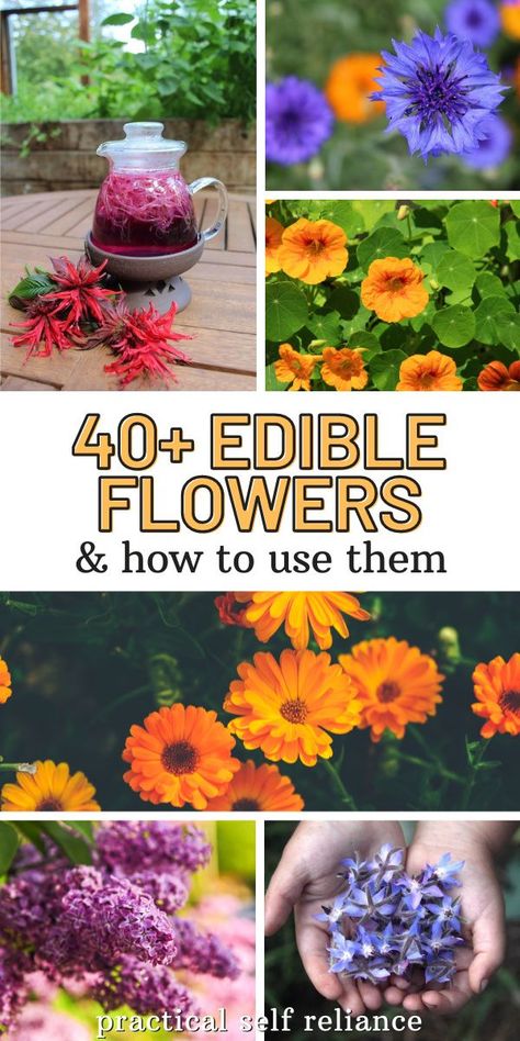 40+ Edible Flowers in your garden & how to use them! There are a surprising number of tasty edibles growing in most perennial flower beds. Beyond edible flowers, many (but not all) of these plants also have edible leaves, stems, and tubers too. Once you learn that common many common garden flowers are edible, you’ll never look at those formal flower plantings the same way. Edible Garden Flowers, Pretty Edible Garden, Edible Cottage Garden, Edible Perennial Garden, Edible Wild Flowers, Edible Perennial Garden Ideas, Edible Vines Plants, Herbal Flower Garden, Edible House Plants