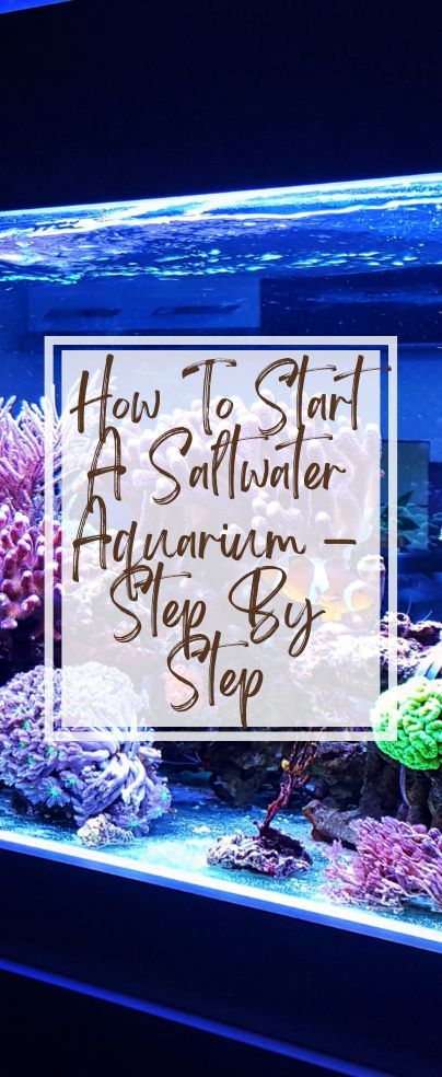 Diy Saltwater Aquarium, Micro Saltwater Aquarium, 40 Gallon Saltwater Aquarium, 10 Gallon Salt Water Tank, Small Salt Water Aquarium, Fish Tank Saltwater, Salt Water Fish Tank Ideas Living Rooms, Small Saltwater Aquarium, Saltwater Reef Tank