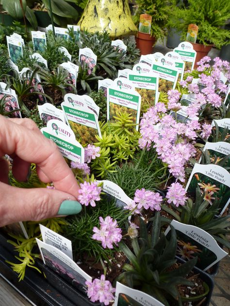 Some plants to buy for fairy gardens! What is a fairy garden you may ask? It is a miniature little garden that you can put in a single pot. It is full of moss, flowers, herbs, or whatever small plants you prefer. What makes a fairy garden really special though, are all the little items that you can use to decorate! There are lawn chairs, rakes, pots, bird baths, bridges, and more! Fairy Garden Plants, Plants Diy, Faeries Gardens, Mini Fairy Garden, Fairy Garden Houses, Garden Terrarium, Diy Fairy, Fairy Garden Diy, Miniature Fairy