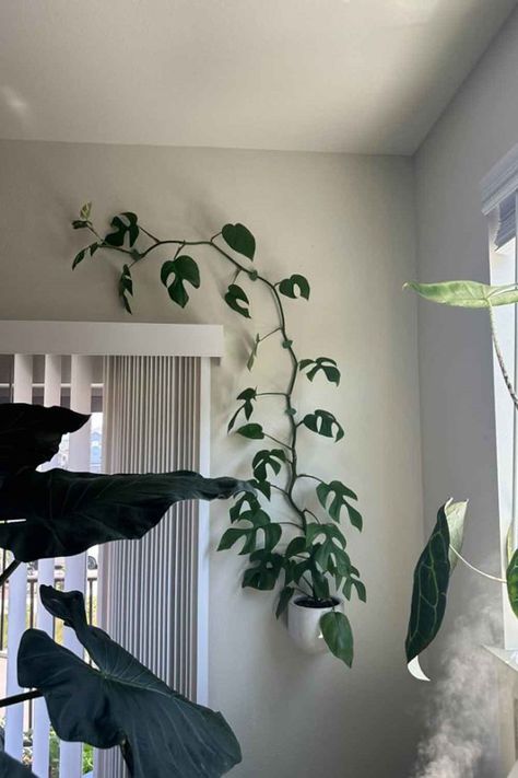 Monstera On Wall, Plant Clips For Wall, Climbing Plant Wall Indoor, Plant Climbers Diy, Monstera Plant Trellis, Pothos Climbing Wall, Hanging Monstera Plant, Plant Climbing Wall Indoor, Indoor Trellis Wall