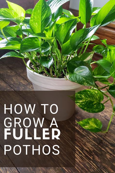 Caring For House Plants, Fuller Pothos Plant, Indoor Plant Care Tips, Plants Inside Shower Ideas, Pothos Plant Decor Ideas Bedroom, How To Take Care Of Pothos Plant, How To Take Care Of House Plants, Caring For Indoor Plants, Replanting House Plants