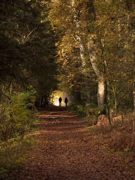 Witchy Academia, Feminine Tomboy, Walk In The Forest, Couples Walking, Cottage In The Woods, Walk In The Woods, Deep Forest, Autumn Forest, Autumn Aesthetic