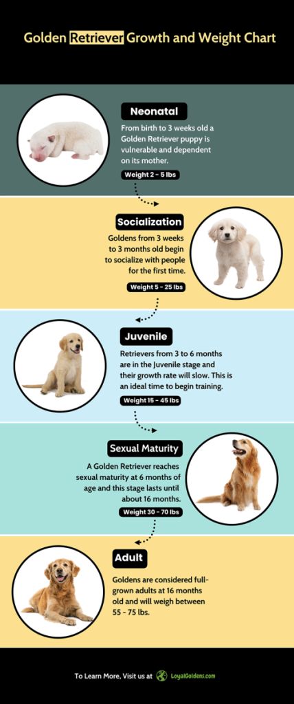 Golden Retriever growth and weight chart Golden Retriever Food Chart, Golden Retriever Training Tips, Golden Retriever Growth Chart, Golden Retriever Tips, Golden Retriever Care, Golden Retriever Puppy Training, Puppy Growth Chart, Golden Retriever Facts, Female Golden Retriever