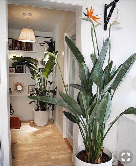 2 or 1 Bird of Paradise Orange Live Plants Tropical Bird of - Etsy Big Indoor Plants, Birds Of Paradise Plant, Bird Of Paradise Plant, Plants Tropical, Paradise Plant, Desain Pantry, Banana Plants, Tropical Bird, Big Plants