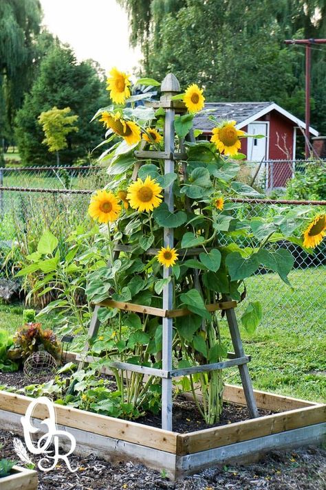 24 best DIY garden trellis ideas & designs: build easy cucumber trellis, bean teepee, beautiful vine pergola, plant screen, & vegetable garden structures! - A Piece of Rainbow #spring #summer #apieceofrainbow #trellis #verticalgarden #ediblegarden #vegetablegardening #backyard #gardens #gardening backyard, landscaping, gardening tips, #urbangardening #gardendesign #gardenideas #containergardening #DIY #homestead homesteading #gardeningtips #woodworkingprojects #woodworkingplans Mailbox Landscaping, Building Garden, Diy Garden Trellis, Screen Plants, Flower Tower, Permaculture Design, Sunflower Garden, Secret Gardens, Landscape Designs