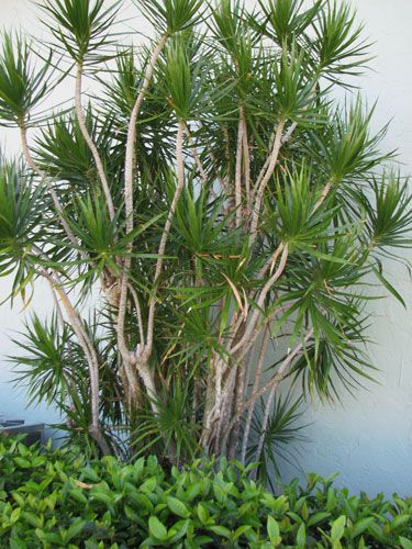 Dracena Marginata, Palm Springs Garden, Pool Plants, Dracaena Marginata, Shade Tolerant Plants, Dracaena Plant, Australian Native Plants, Plant Hangers, Plant Stands