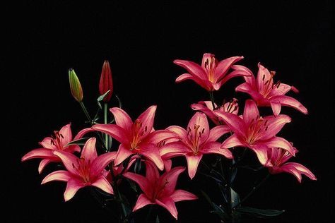 ... Desktop Wallpaper Wildflowers, Cute Dark Laptop Wallpaper, Pretty Wallpapers Pc, Pink Lilies Wallpaper, 2048 X 1152 Pixels Banner, Flower Long Widget, Laptop Wallpaper Japanese, Ipad Wallpaper Backgrounds Horizontal, Flower Macbook Wallpaper High Quality