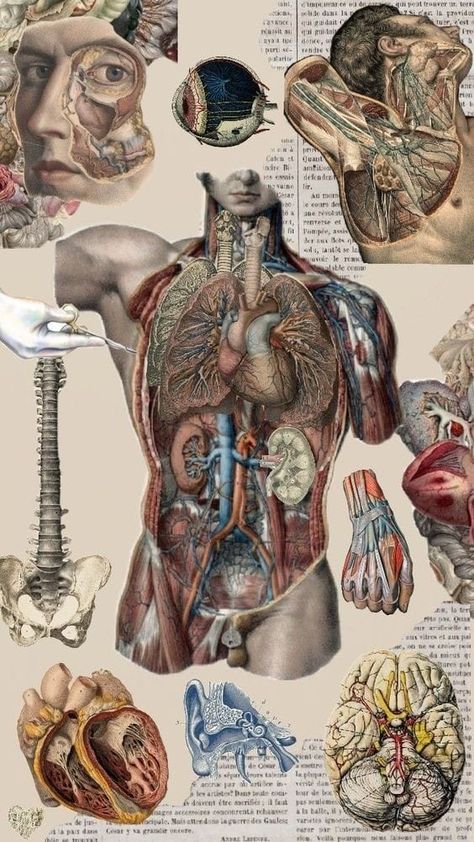 The Human Body Aesthetic, Anatomy And Physiology Aesthetic, The Human Body Anatomy, Anatomy Collage, Fem Aesthetic, Anatomy Painting, Vintage Medical Art, Anatomy Learning, Anatomy Wallpaper