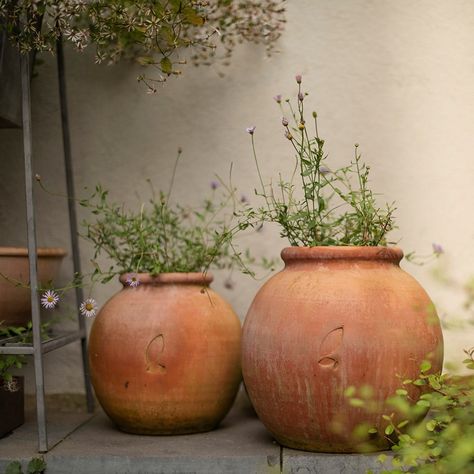 Terracotta Pot Indoor, Indoor Plants Terracotta, Large Terracotta Pots Outdoor, Outdoor Pots Ideas, Big Terracotta Pots, Terracotta Pots Garden, Italian Terracotta Pots, Teracotta Pots, Terra Cotta Pots Garden