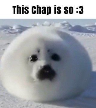 Seal Oc Art, Seal Meme, Silly Seal, Funny Seals, Harp Seal, Cute Seals, Seal Pup, Baby Seal, Pretty Animals