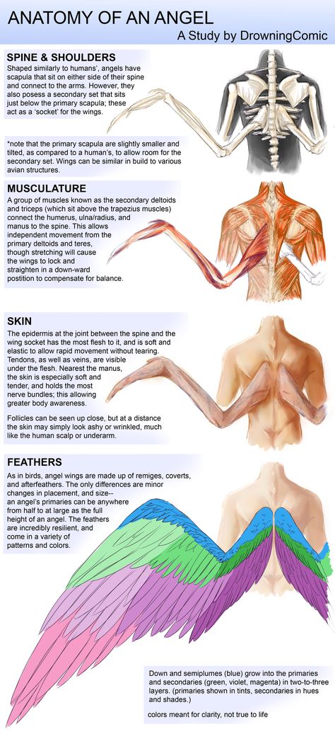 Angel Anatomy Wings, Angel Wing Concept Art, Humans With Wings Anatomy, Winged Person Anatomy, Avian Humanoid Wings, Different Types Of Angel Wings, Angel Wings Types, Types Of Wings Angels, Wing Study Drawing