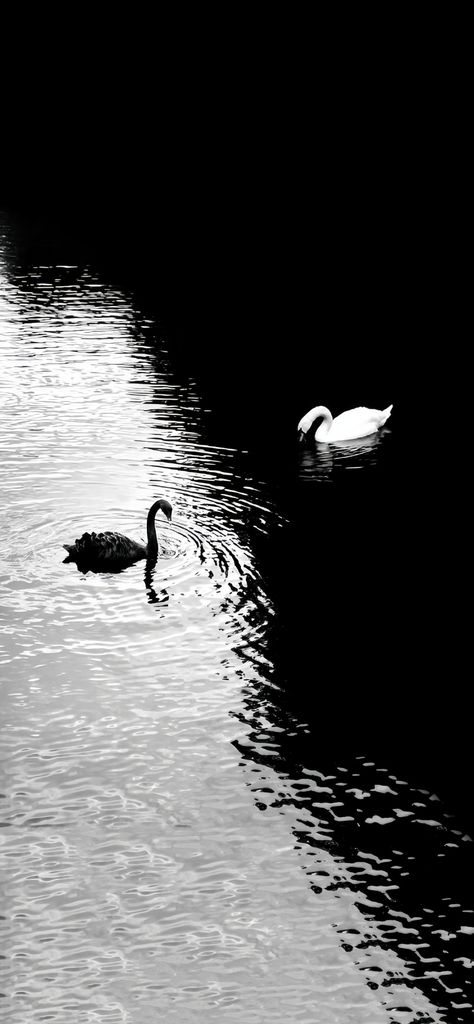 Wallpaper Cantik Iphone, Swan Wallpaper, Trending Pins, Nice Pictures, Cool Wallpapers Art, Minimalist Wallpaper, Alam Yang Indah, Nature Aesthetic, Wallpaper Ideas