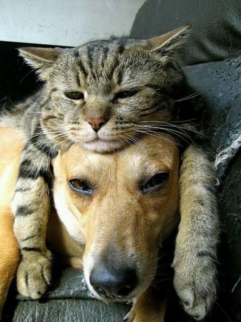 16 Pics Proving That Cats And Dogs Can Be BFF's - I Can Has Cheezburger? Cats Sleeping Funny, Söpö Kissa, Söt Katt, Crimson Peak, Animale Rare, Animals Friendship, Funny Cats And Dogs, Cat Sleeping, Funny Cat Pictures