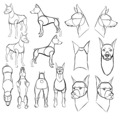 Drawing Dog Reference, Dog Sketch Anatomy, Dog Head Drawing Reference, Dog Snout Drawing Reference, Belgian Shepherd Drawing, Dog Body Reference, Dog Front View Drawing, How To Draw A Dog Head, Dog Drawing Anatomy