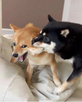 Shiba Dog, Silly Dogs, Silly Animals, Corgi Dog, Cute Animal Photos, Funny Animal Pictures, Animal Planet, Animal Photo, Cute Little Animals