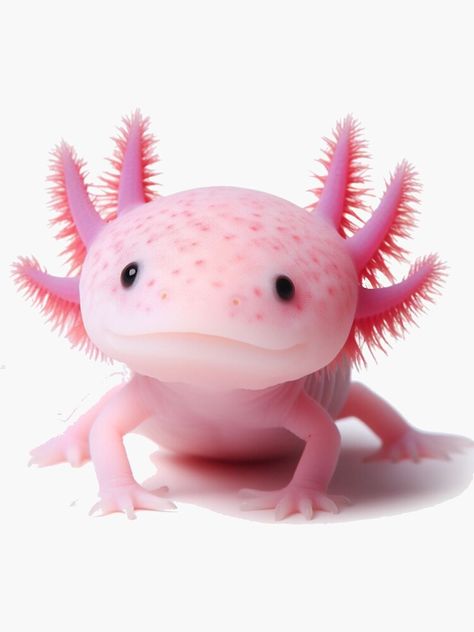 Cute Axolotl Pictures, Axolotl Photo, Axolotl Human, Golden Axolotl, Axolotl Painting, Axolotl Pictures, Zoo Marketing, Axolotl Drawing, Axolotl Art