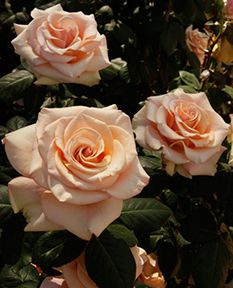 Hybrid Tea Roses Garden, Hybrid Tea Roses Care, Rose Gardening, Hybrid Tea Rose, Rose Belle, Bed Of Roses, Rose Varieties, Fresh Peaches, Types Of Roses