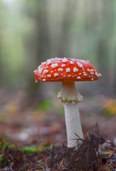 Fly Agaric Drawing, Fly Amanita, Mushroom Amanita, Mushroom Photography, Mushroom Costume, Fly Agaric Mushroom, Amanita Mushroom, Drawing Study, Amanita Muscaria