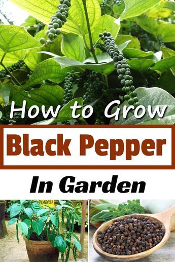 Black Pepper Plant, Gemüseanbau In Kübeln, Pepper Plant, Spice Garden, Homestead Gardens, Vegetable Garden Diy, Pepper Plants, Veg Garden, Home Vegetable Garden