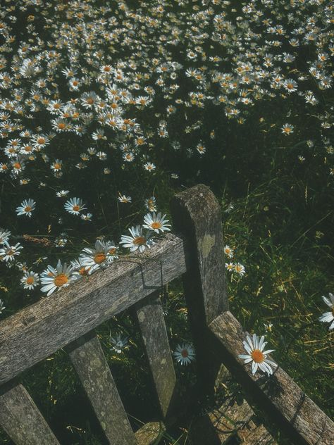 Captured with iPhone 11 #nature #flowers #daisy #daisies Daisy Core Aesthetic, Daisy Vintage Aesthetic, Vintage Daisy Aesthetic Wallpaper, Lia Core, Daisies Aesthetic, Daisy Core, Dark Daisy Aesthetic, Dark Daisy Wallpaper, Daisy Sunset