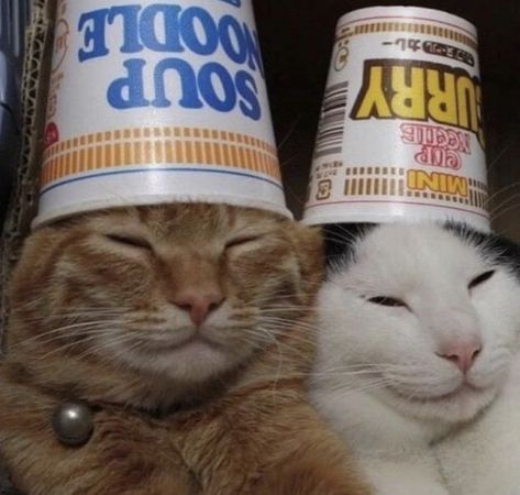 Two Cats, Silly Animals, Cat Aesthetic, Funny Cute Cats, Cute Kittens, Silly Cats, 가을 패션, Pretty Cats