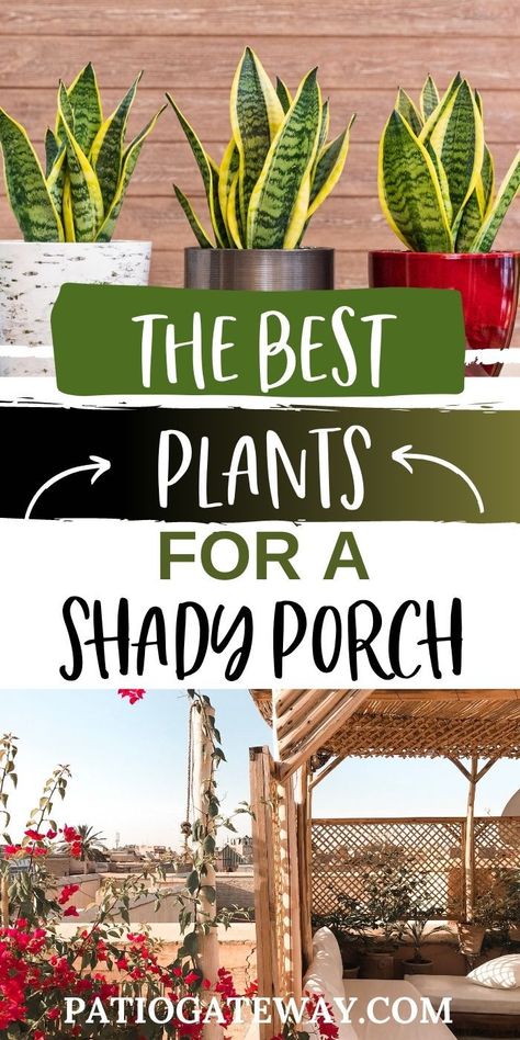 The Best Plants for a Shady Porch | Best Potted Plants for Shade | Best Plants to Put in the Shade | Plants That Like Shade | Plants That Thrive in Shade | #plants #shadedplants #shadeplants #porchplants #patioplants Outside Shade Plants, House Plants On Porch, Plants Good In Shade, Shade Loving Indoor Plants, Potted Plants Outdoor Shade, Pots For Shaded Front Porch, Best Outdoor Patio Plants, Porch Planter Ideas Shade, Outdoor Shade Plants Pots