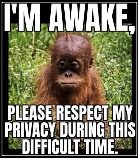 Respect My Privacy, Funniest Quotes, Funny Pfp, Funny Day Quotes, Good Morning Funny Pictures, Funny Good Morning Quotes, Funny Cartoons Jokes, Slaap Lekker, Morning Quotes Funny