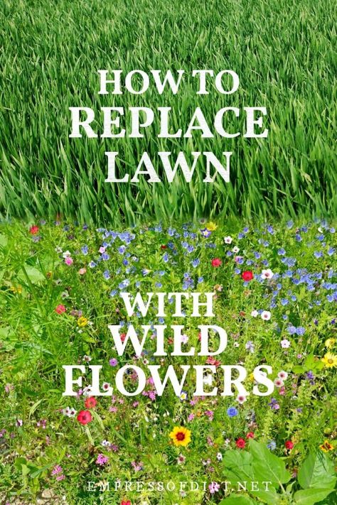 Meadow Backyard, Botanical Landscape, Replace Lawn, Forest Meadow, Grow Wildflowers, Lawn Alternatives, Wild Flower Meadow, Meadow Garden, Garden Wallpaper