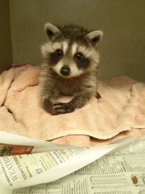 Cute Raccoons Looking Like A Mini Version Of Pandas Pet Raccoon, Baby Raccoon, Cute Raccoon, Raccoon Funny, Baby Animals Pictures, Trash Panda, Pretty Animals, Silly Animals, Cute Animal Photos