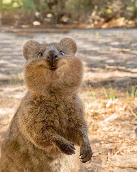 Chin up 💕 #quokka #quokkas #perthlife #quokkalove #amazing #beautiful #view #scenery #Australia #rottnestisland #cute #adorable… Image Nature, Funny Animal Photos, Haiwan Peliharaan, Australian Animals, Silly Animals, Fluffy Animals, Cute Animal Photos, Weird Animals, Happy Animals