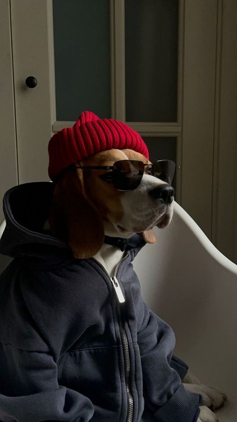 Wearing Sunglasses, A Dog, Sunglasses, Tumblr, Red