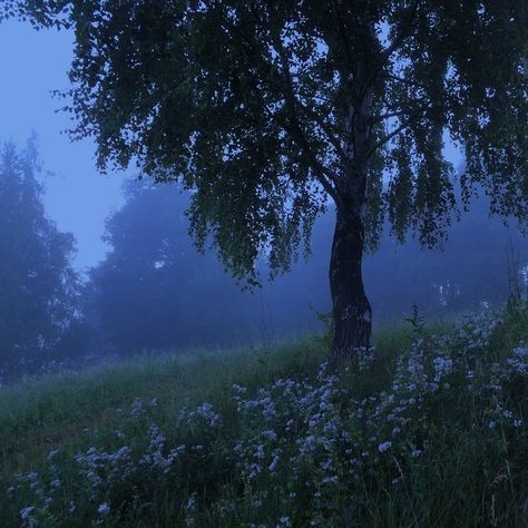 Pretty Landscapes, Brasov, Intp, Intj, Dark Forest, Nature Aesthetic, Pretty Places, Green Aesthetic, Blue Aesthetic