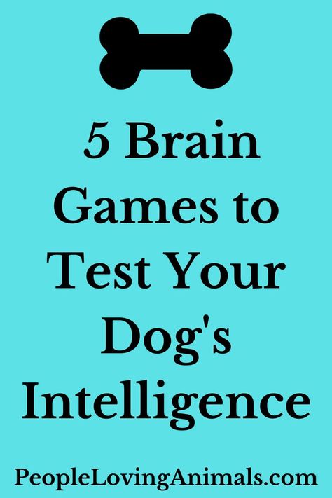 Brainwork For Dogs, Diy Dog Games Brain Challenges, Games For Dogs Brain, Mental Games For Dogs, Dog Enrichment Ideas Brain Games, Brain Games For Dogs, Brain Training Games, Problem Solving Activities, Training Ideas