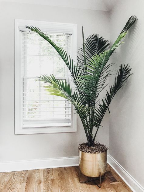 Gold flower pot. Palm tree. Best house plants. Best tall house plants. Potted palm trees. Best indoor plants. Large flower pots. #gold #flower #planter Tall House Plants, Gold Flower Pot, Potted Palm Trees, Best House Plants, Tall House, Tall Indoor Plants, Potted Palms, نباتات منزلية, Flower Pot Design