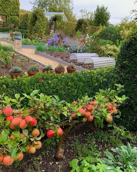 Large Fruit And Vegetable Garden, Garden Fruit And Vegetables, Apple Tree Small Garden, Orchard And Vegetable Garden, Fruit Tree In Garden, Orchard Garden Ideas, Fruits And Vegetables Garden, Small Apple Orchard, Fruit And Vegetables Garden