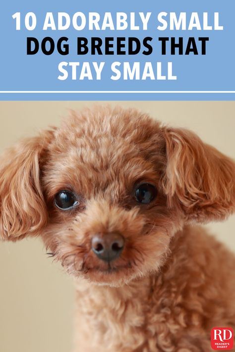 Puppies That Stay Small Forever, Small Dogs That Dont Grow, Cute Dogs That Stay Small Forever, Small Puppies That Dont Grow, Things You Need For A Small Dog, Small Puppies Breeds, Small Cute Dogs Breeds, Cute Dogs Stuff, Small Breed Dogs That Dont Shed